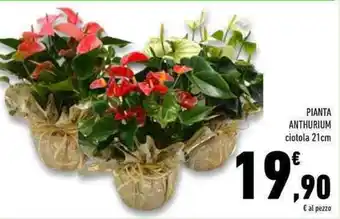 Conad Superstore Pianta anthurium offerta