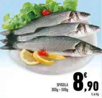 Conad Superstore Spigola offerta