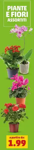 PENNY Piante e fiori offerta