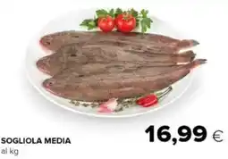 Tigre Sogliola media offerta