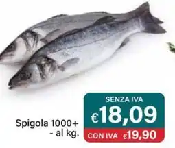 Altasfera Spigola 1000+ offerta