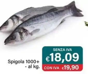 Altasfera Spigola 1000+ offerta