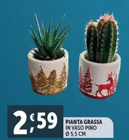 Deco Supermercati Pianta grassa offerta