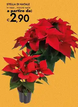 Bennet Stella di natale in vaso offerta