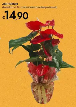 Bennet Anthurium offerta