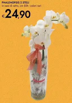 Bennet Phalenopsis 2 steli offerta