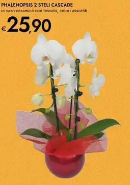 Bennet Phalenopsis 2 steli cascade offerta