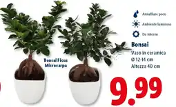 Lidl Bonsai offerta