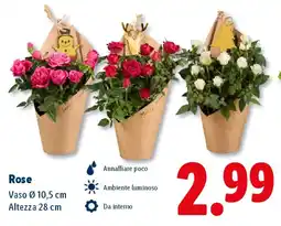 Lidl Rose offerta