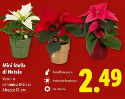Lidl Mini Stella di Natale offerta