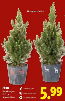 Lidl Abete offerta