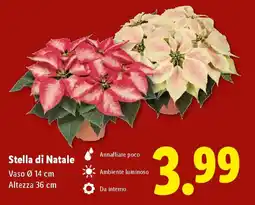 Lidl Stella di Natale offerta