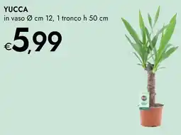 Bennet Yucca offerta