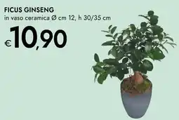 Bennet Ficus ginseng offerta