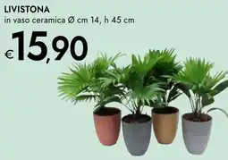 Bennet Livistona offerta