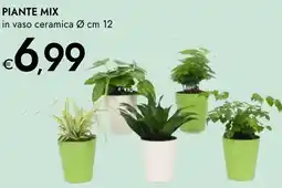 Bennet Piante mix offerta