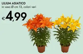 Bennet Lilium asiatico offerta