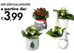 Bennet Mix con kalanchoe offerta