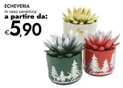 Bennet Echeveria offerta