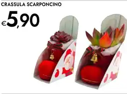 Bennet Crassula scarponcino offerta