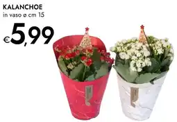 Bennet Kalanchoe offerta