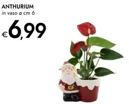 Bennet Anthurium offerta