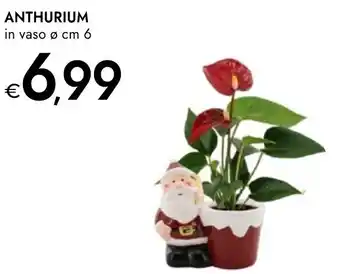 Bennet Anthurium offerta