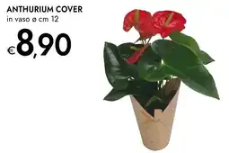 Bennet Anthurium cover offerta