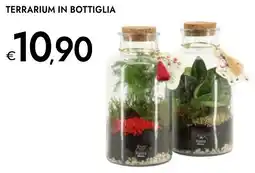 Bennet Terrarium in bottiglia offerta