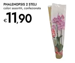 Bennet Phalenopsis 2 steli offerta