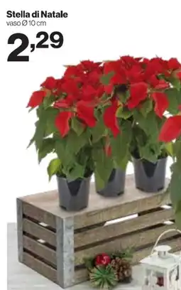 In'S Mercato Stella di Natale offerta