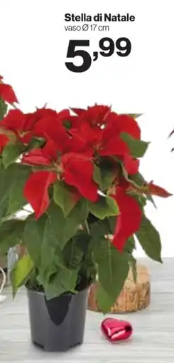 In'S Mercato Stella di Natale offerta