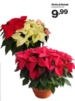 In'S Mercato Stella di Natale offerta