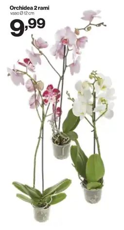 In'S Mercato Orchidea 2 rami offerta