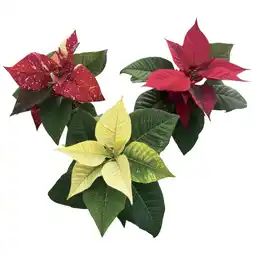 Coop STELLA DI NATALE offerta