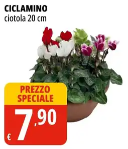 Tigros CICLAMINO ciotola 20 cm offerta