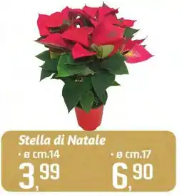 Famila Superstore Stella di Natale offerta