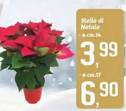 Famila Superstore Stella di Natale offerta