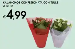 Bennet Kalanchoe confezionata con tulle offerta