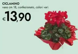 Bennet Ciclamino offerta