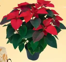 Carrefour Market Stella di Natale Vaso cm 16 offerta