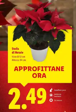 Lidl Stella di Natale offerta