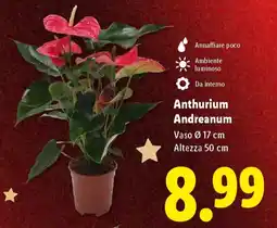 Lidl Anthurium Andreanum offerta