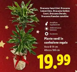 Lidl Piante verdi in confezione regalo offerta