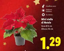 Lidl Mini stella di Natale offerta