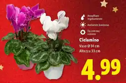 Lidl Ciclamino offerta