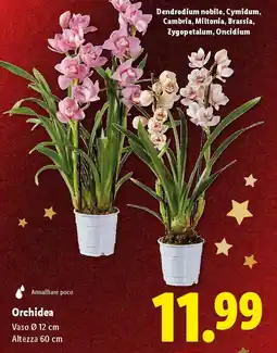 Lidl Orchidea offerta