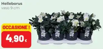 Coop Helleborus offerta