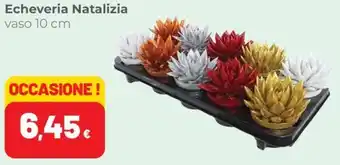 Coop Echeveria Natalizia offerta