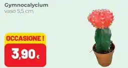 Coop Gymnocalycium offerta